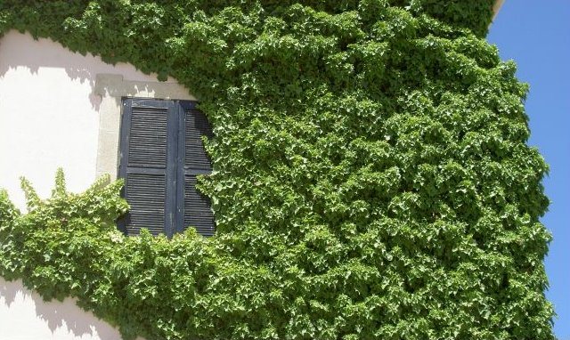 Janela da Estalagem do Caçador, em Macedo de Cavaleiros